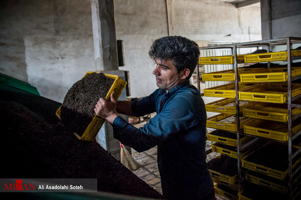 بالغ بر ۱۵۱ کارخانه چای سازی فعال وجود دارد/ اشتغال نزدیک به ۱۰۰ هزار نفر با تولید چای